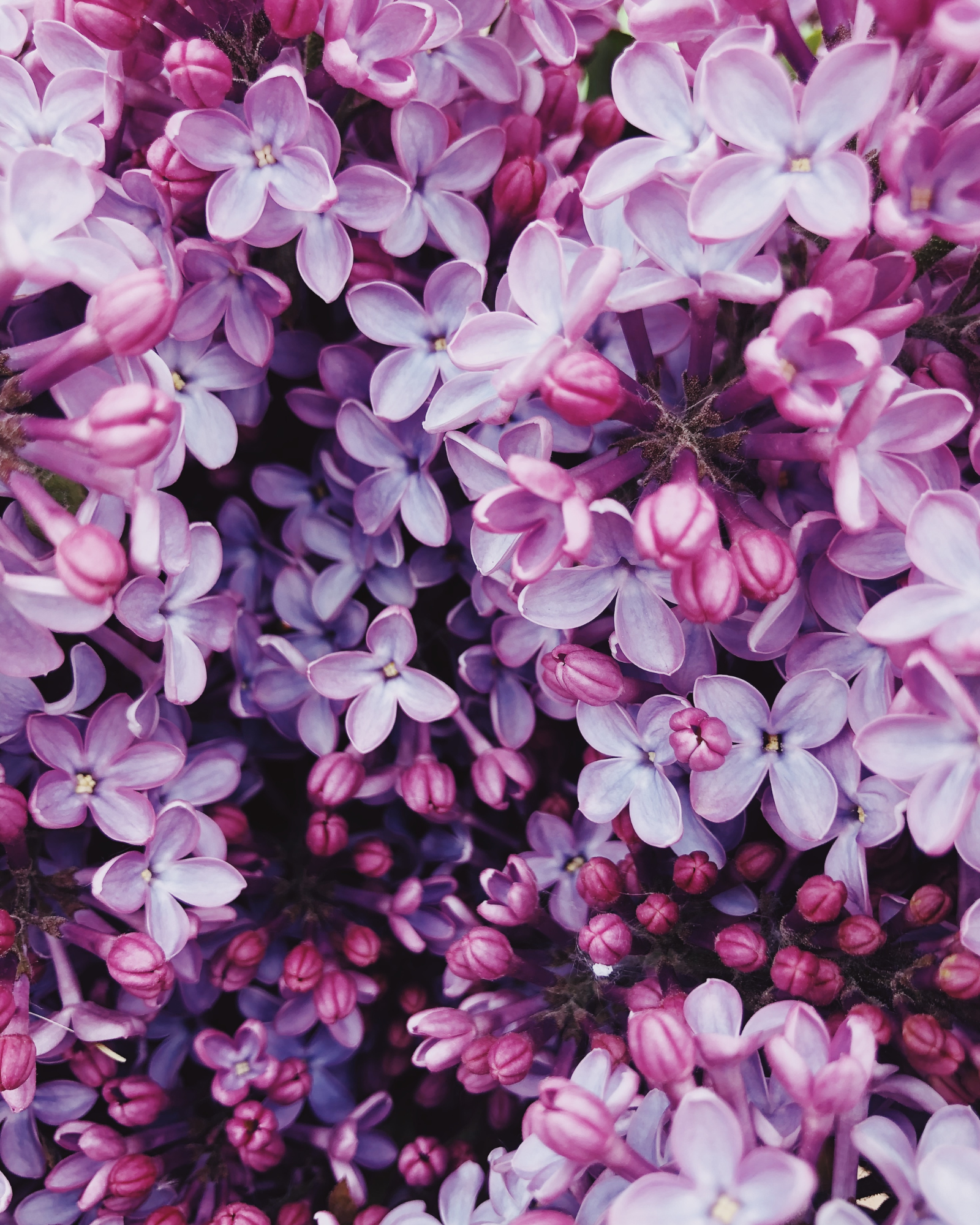 A bunch of lilac flowers. Lilac & Sandalwood Musk for soap and candlemaking. Scentivore.