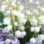 Lily of the valley blooms. Fragrance oil for soap and candle making.  Scentivore.