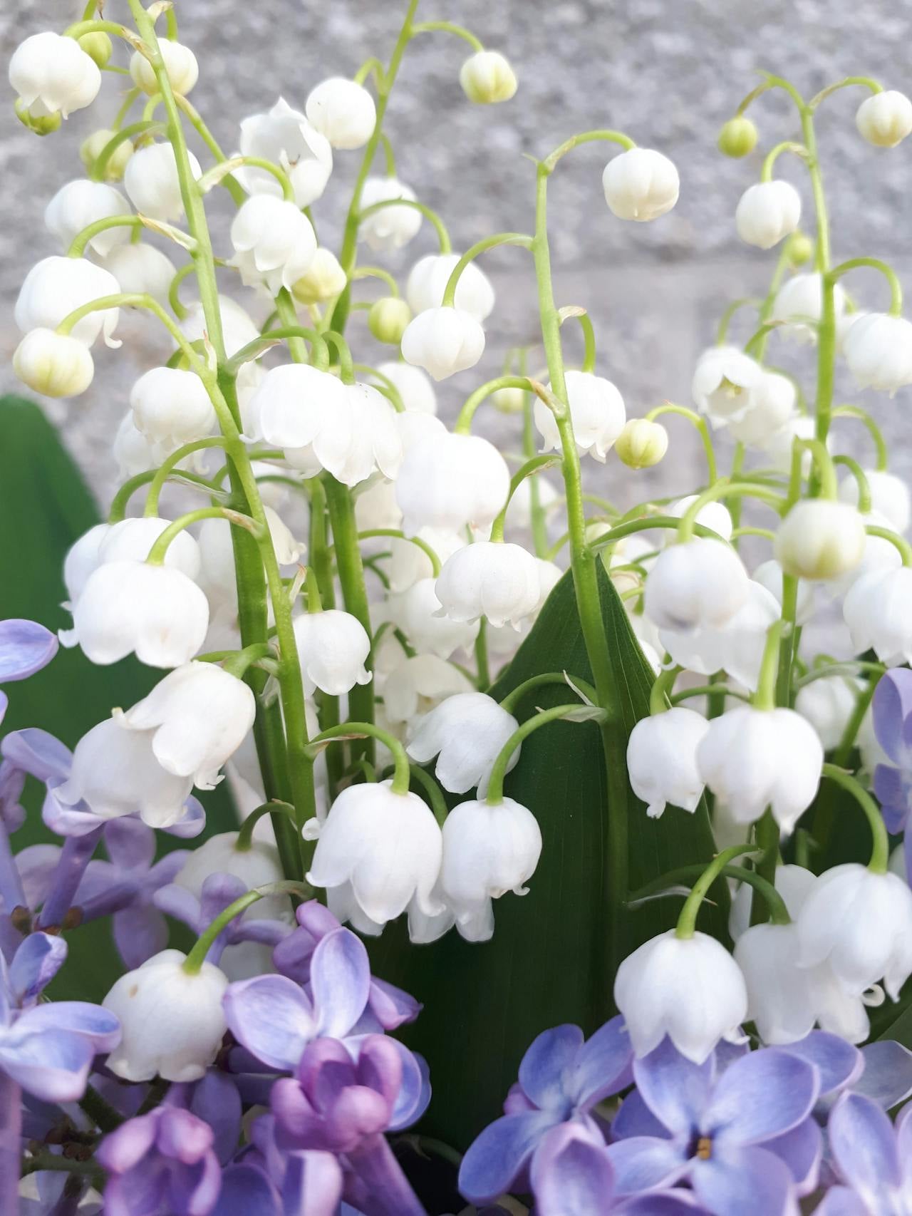 Lily of the valley blooms. Fragrance oil for soap and candle making.  Scentivore.