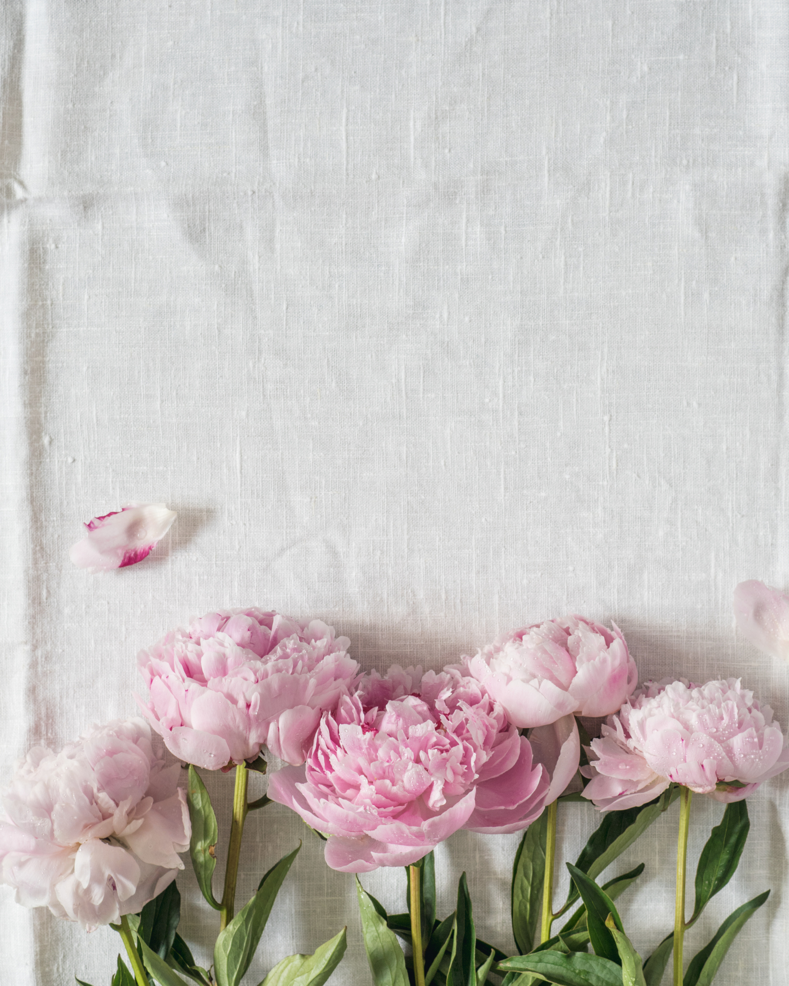 Linen and peony flowers. Linen & Peony Fusion fragrance oil by Scentivore. 