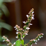 Patchouli blooms. Minty Patchouli & Sandalwood fragrance oil by Scentivore. 