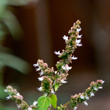 Patchouli blooms. Minty Patchouli & Sandalwood fragrance oil by Scentivore. 