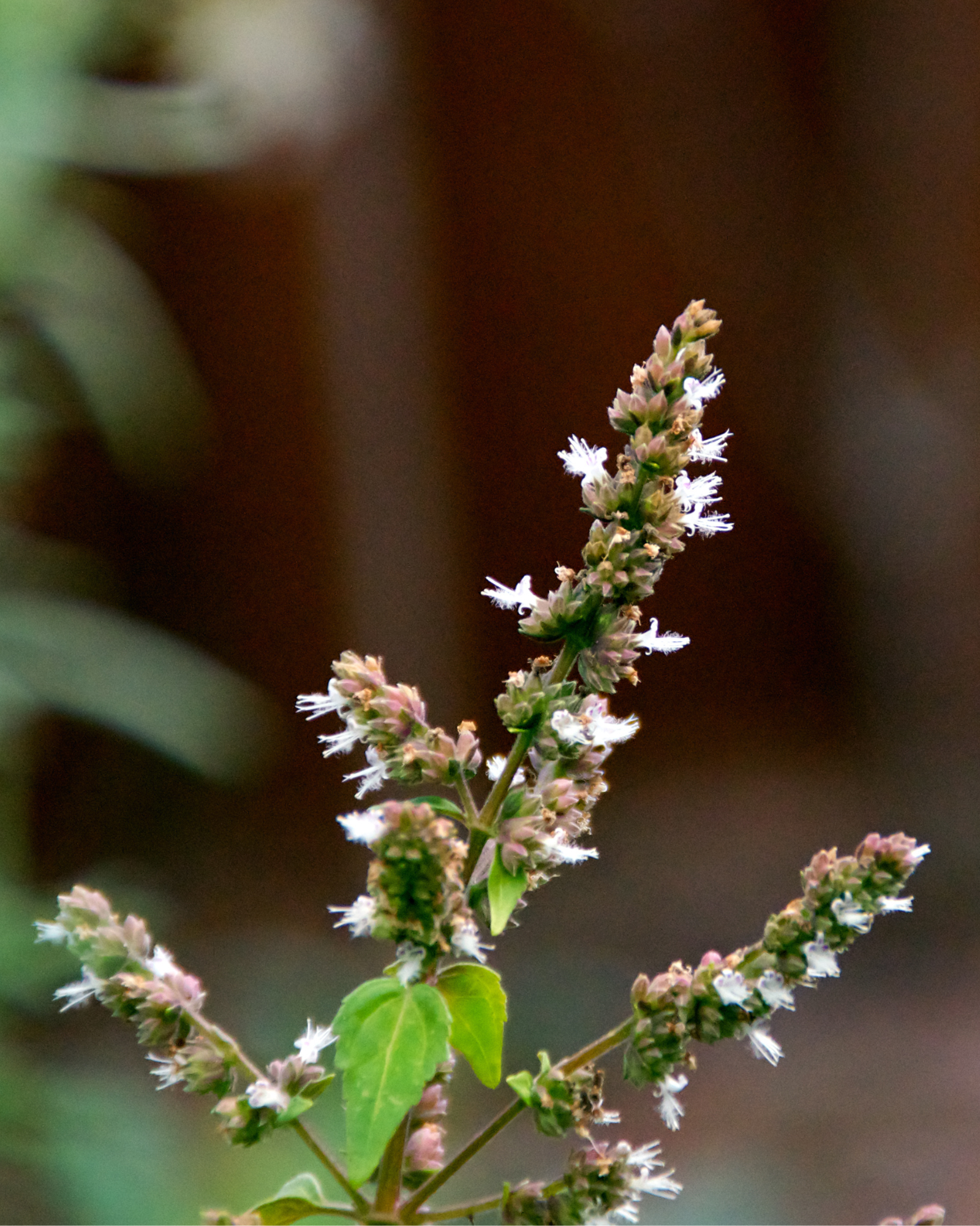 Patchouli blooms. Minty Patchouli & Sandalwood fragrance oil by Scentivore. 