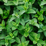 Mint leaves. Mint + Powder fragrance oil by Scentivore for soap making.