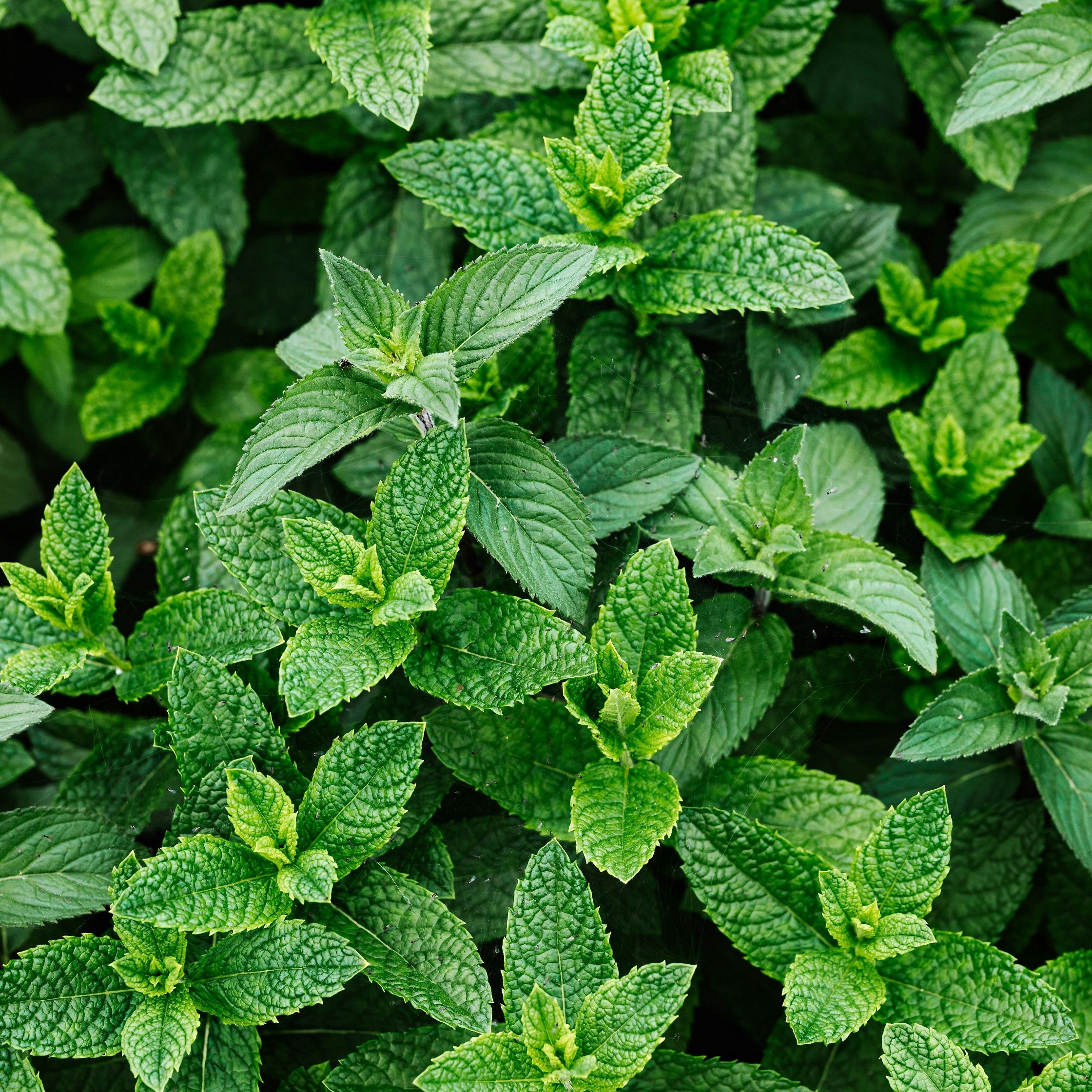 Mint leaves. Mint + Powder fragrance oil by Scentivore for soap making.