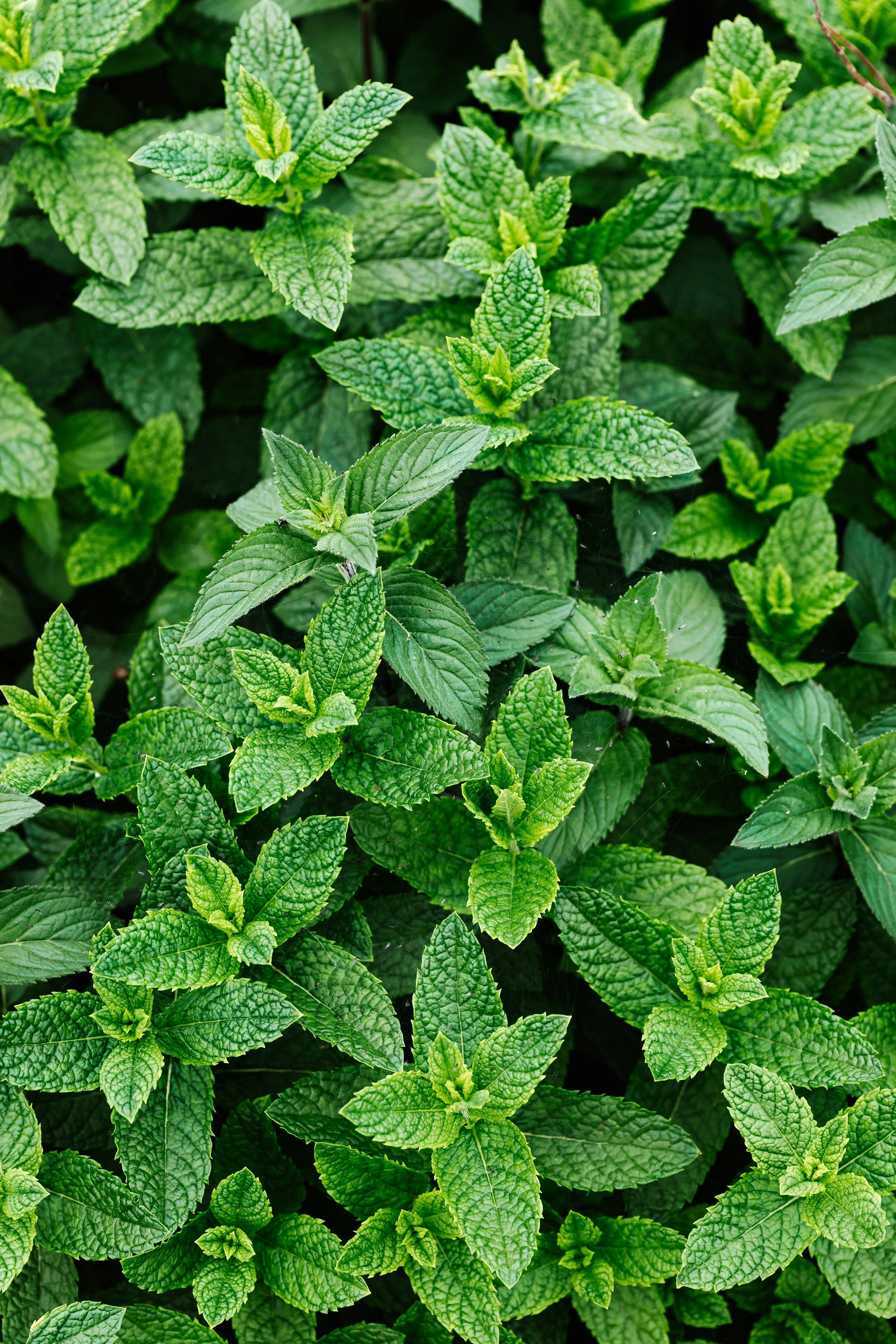 Mint leaves. Mint + Powder fragrance oil by Scentivore for soap making.