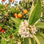 Neroli  blooms and bitter orange.  Neroli + Pink Jasmine fragrance oil by Scentivore. For soap and candle making. 