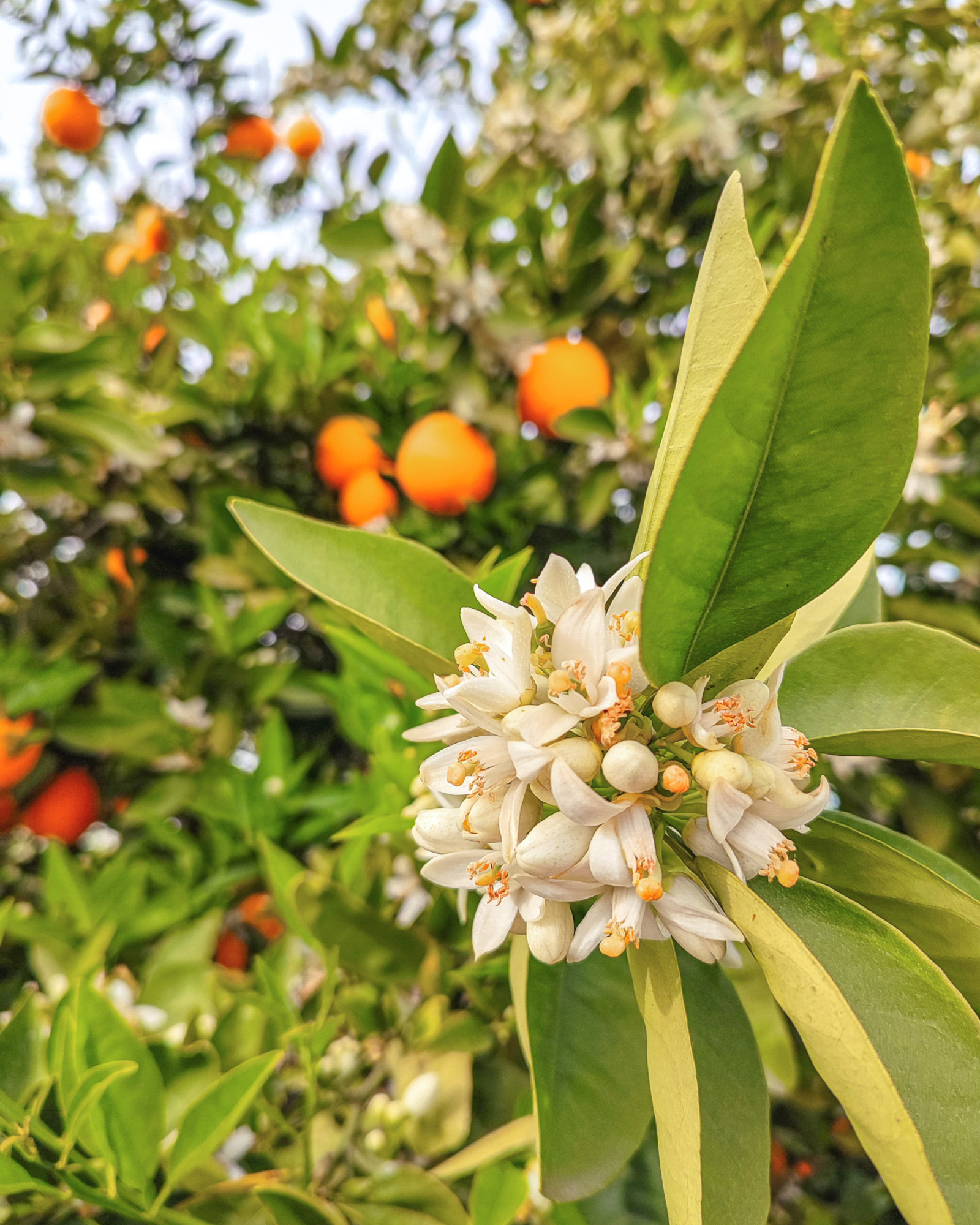 Neroli  blooms and bitter orange.  Neroli + Pink Jasmine fragrance oil by Scentivore. For soap and candle making. 