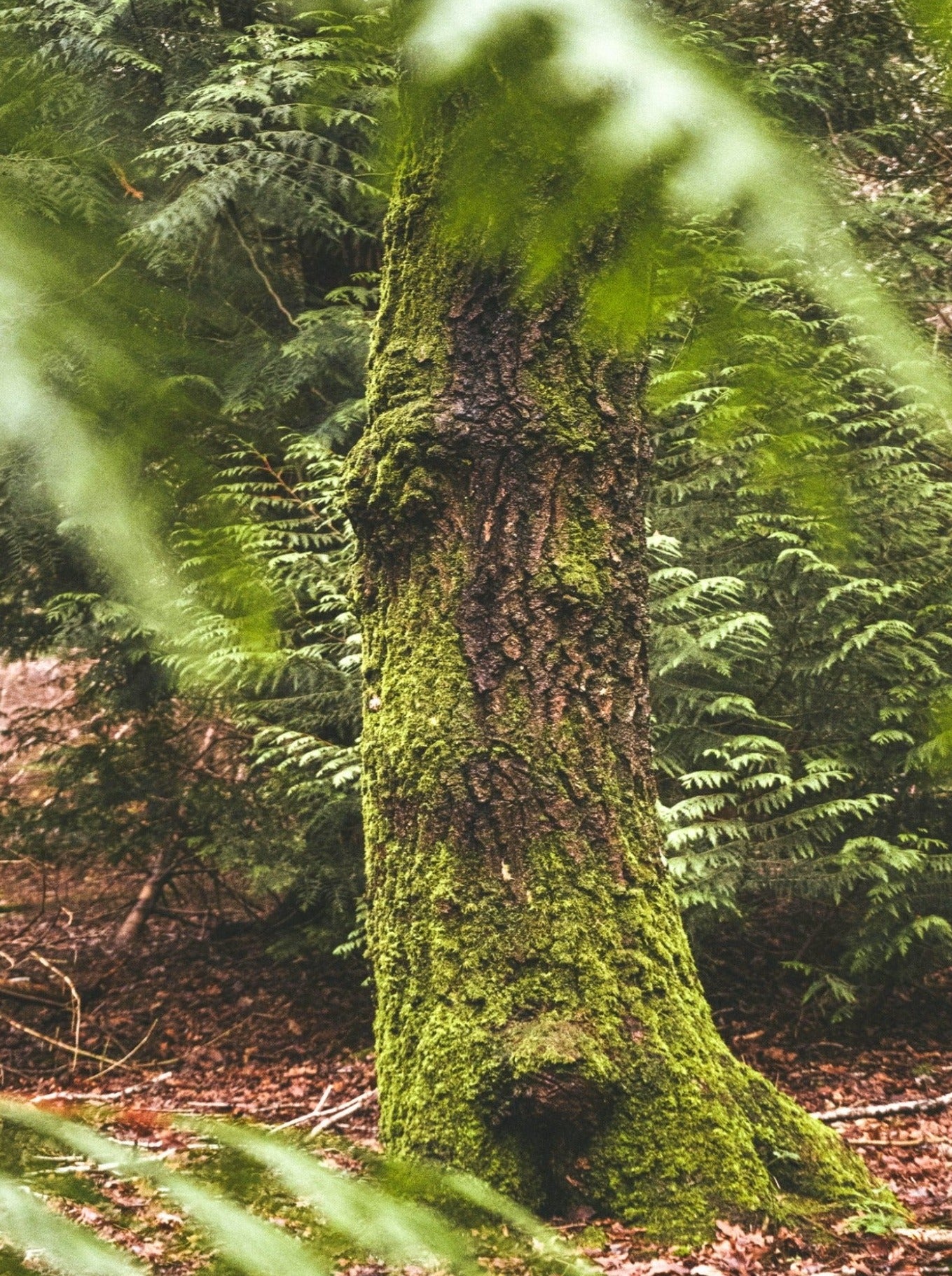 Oakmoss in the forest. Oakmoss + Sweet Amber fragrance oil for soap and candle-making. Wholesale supply by Scentivore. 