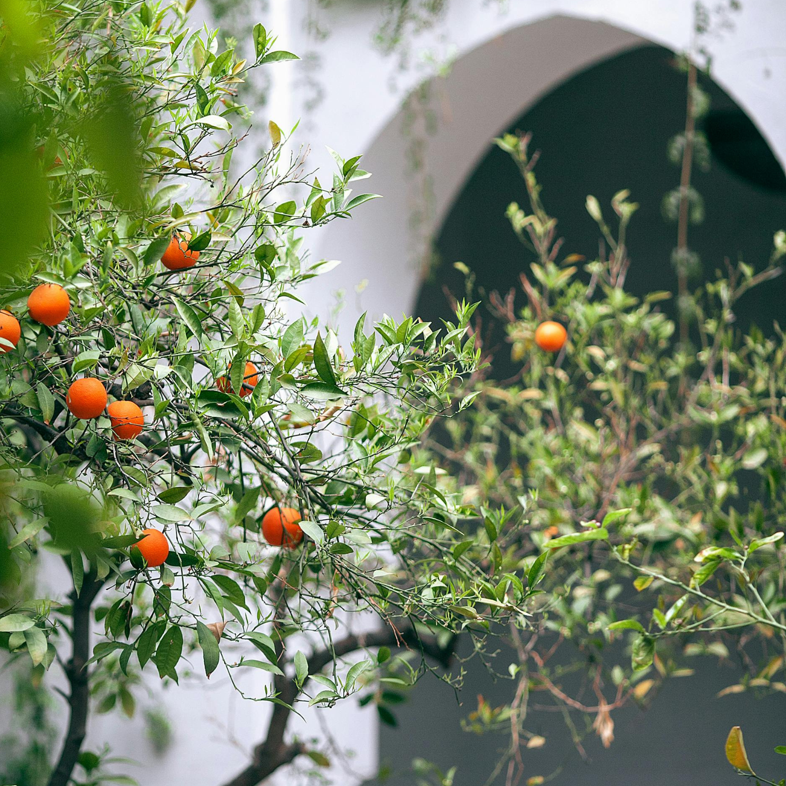 Orange tree blossoms. Orange Blossom + Petitgrain fragrance oil by Scentivore. For soaps and candles.