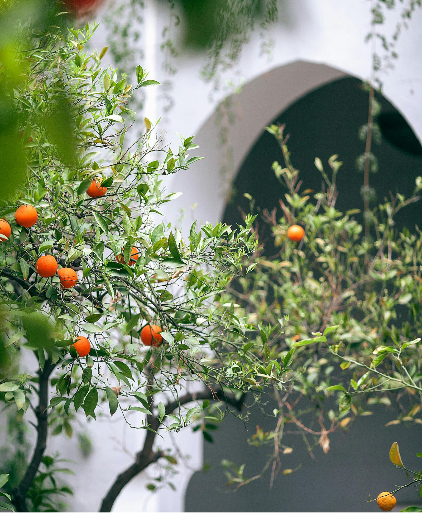 Orange tree blossoms. Orange Blossom + Petitgrain fragrance oil by Scentivore. For soaps and candles.