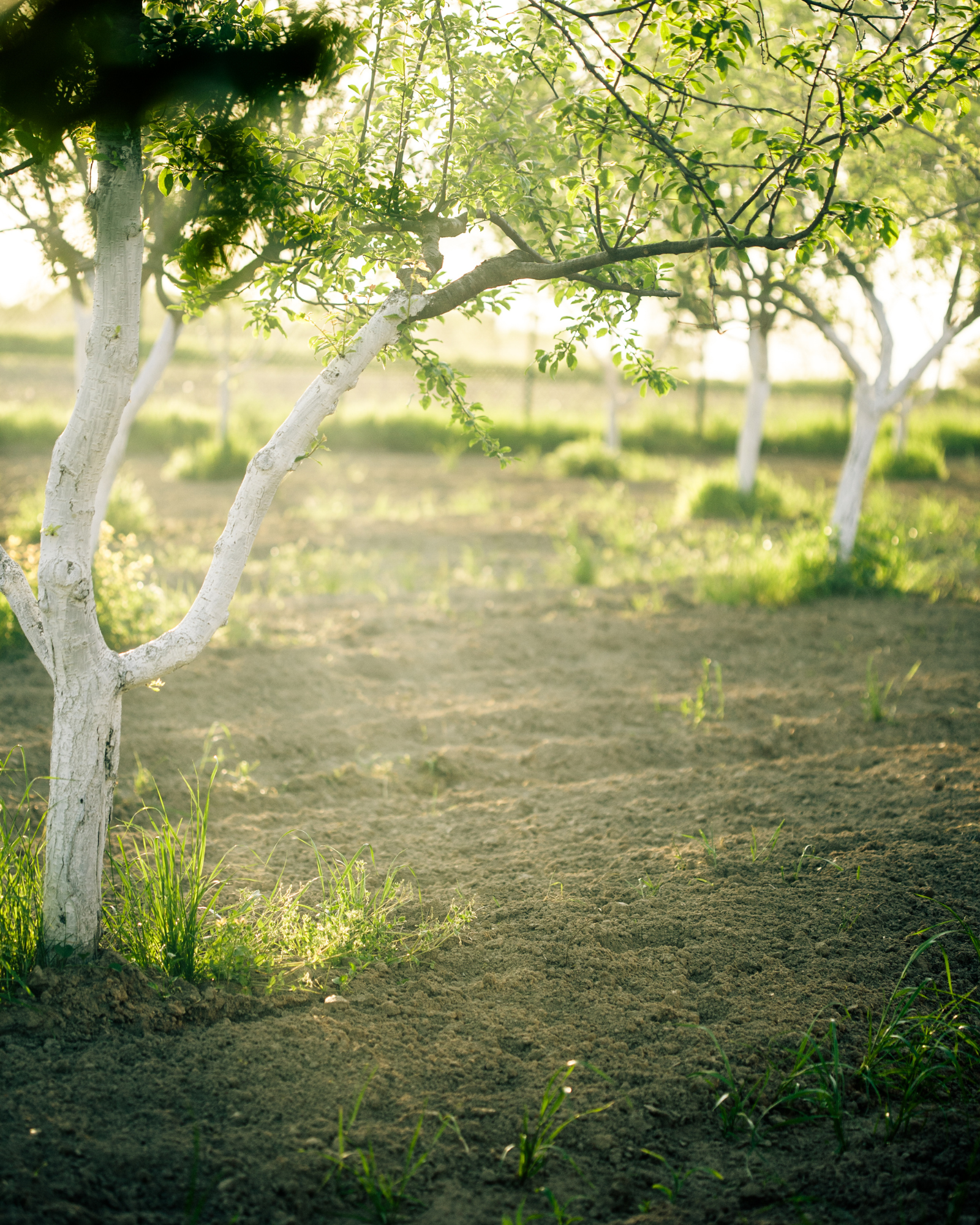 Orchard in the morning. Orchard Spice wholesale fragrance oil by Scentivore. For soaps and candles.