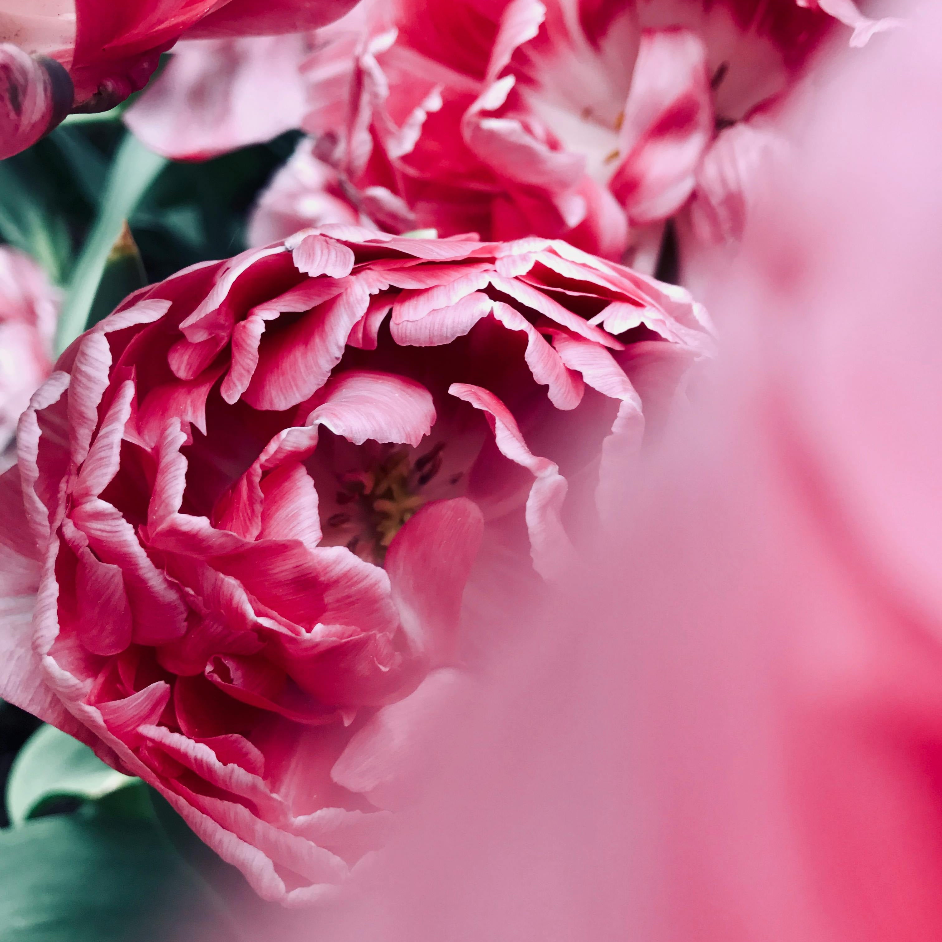 A bunch of pink peony flowers. Peony & Blush Suede fragrance oil by Scentivore.