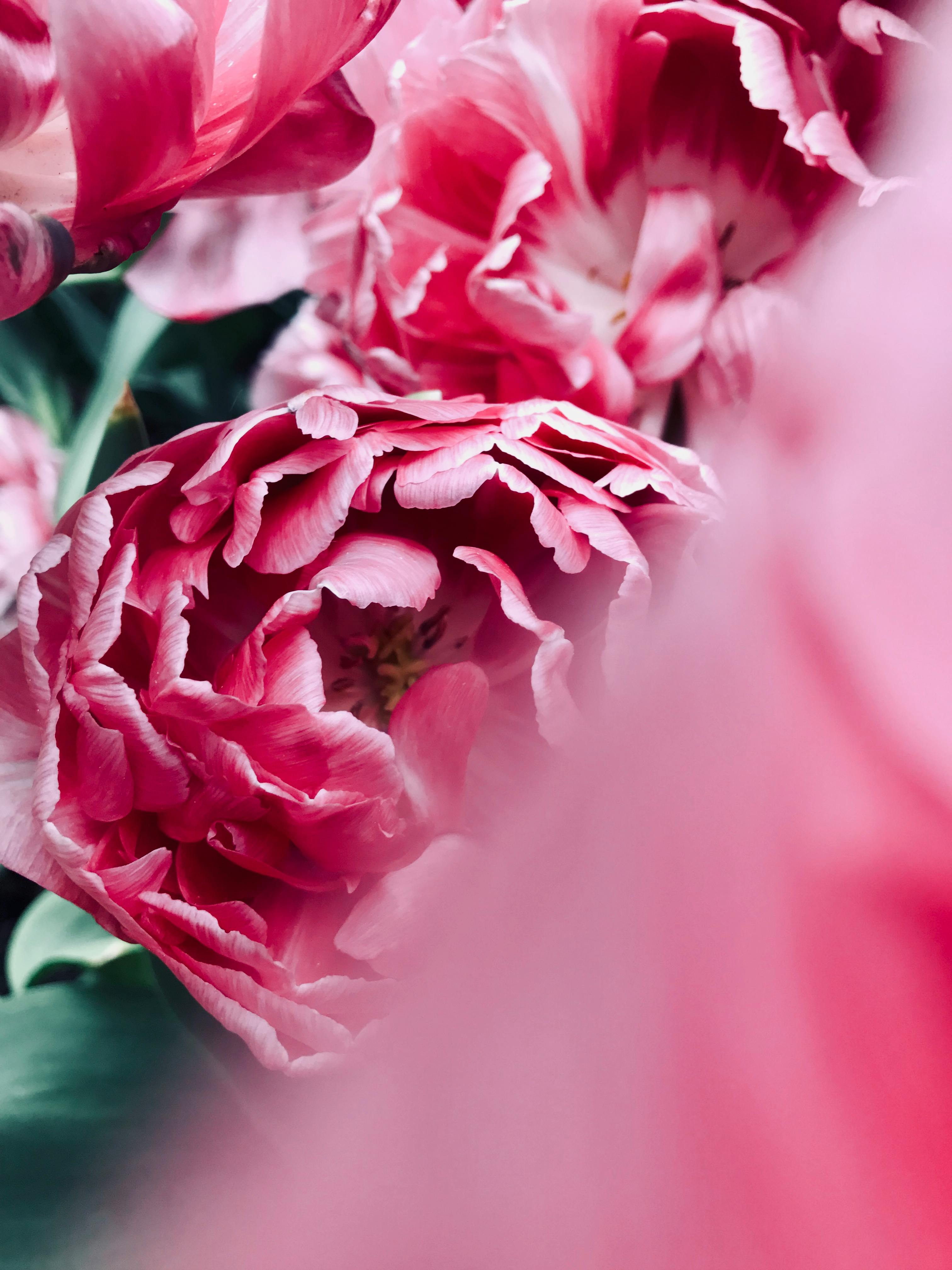 A bunch of pink peony flowers. Peony & Blush Suede fragrance oil by Scentivore.