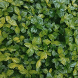 Peppermint leaves picture. Peppermint & Eucalyptus fragrance oil for soap and candle making. A fragrance by Scentivore. 