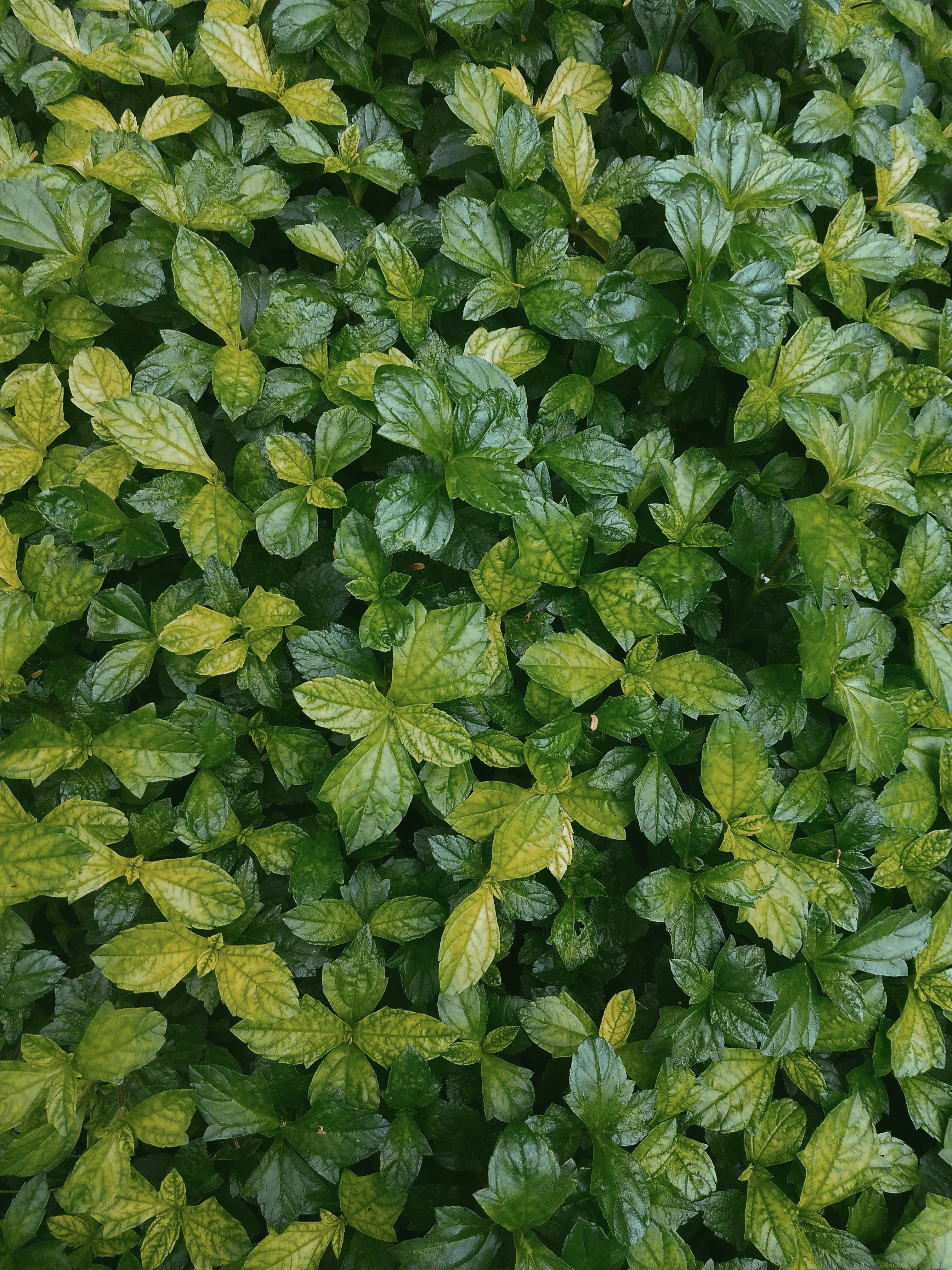 Peppermint leaves picture. Peppermint & Eucalyptus fragrance oil for soap and candle making. A fragrance by Scentivore. 