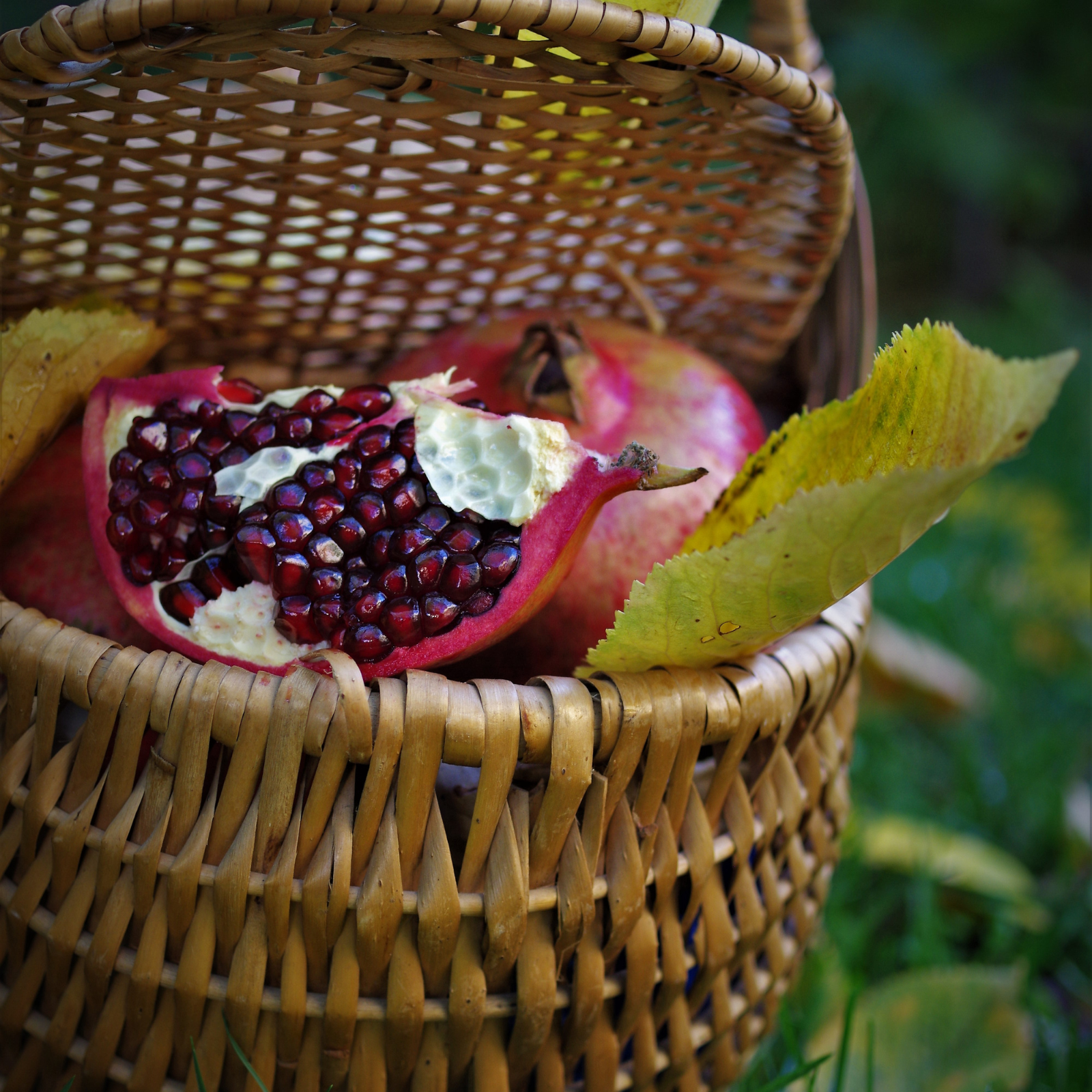 Fresh pomegranates on a basket. Pomegranate Harvest fragrance oil by Scentivore. For soap and candle making. 