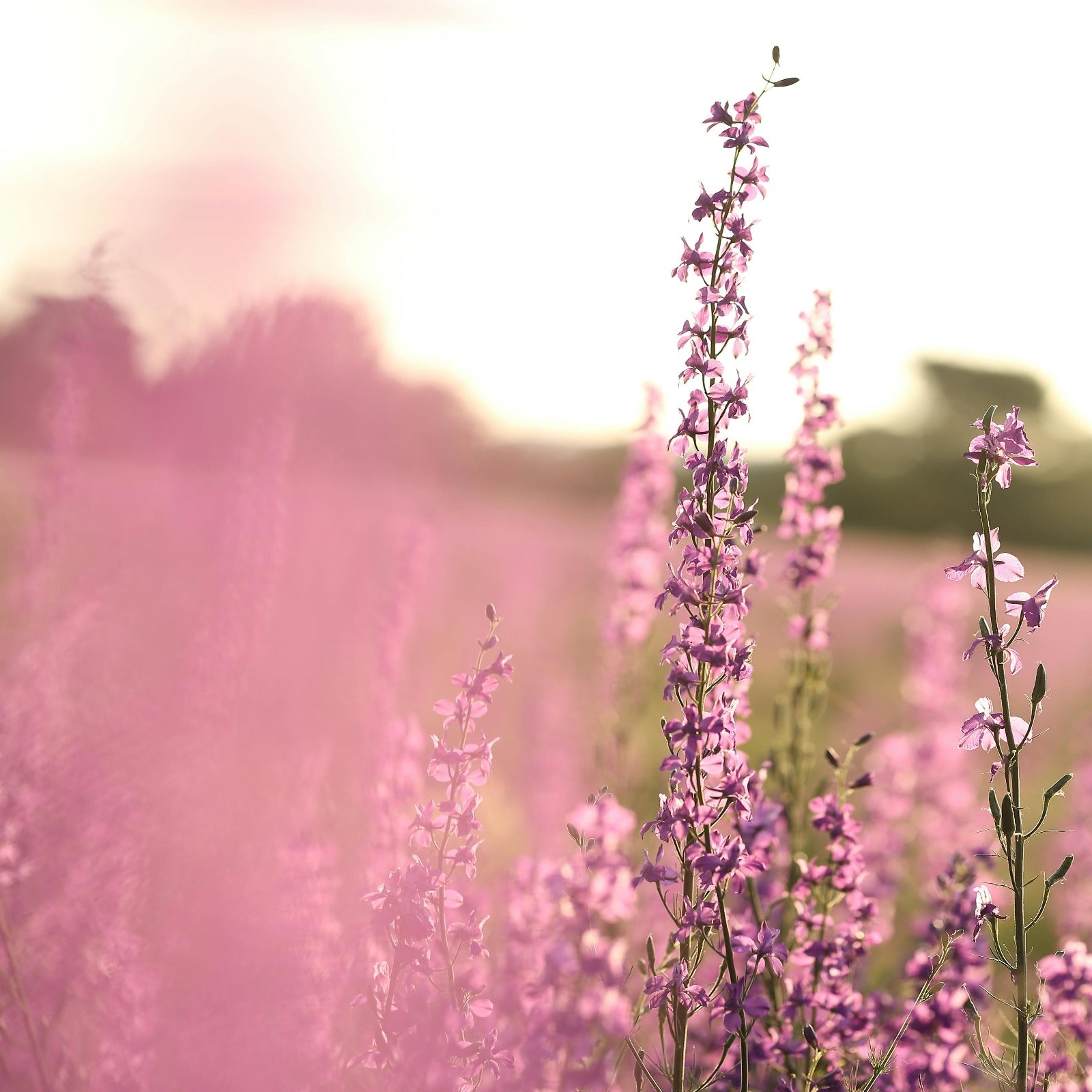 Heather blooms in a beautiful day. Purple Heather Bloom fragrance oil by Scentivore. 