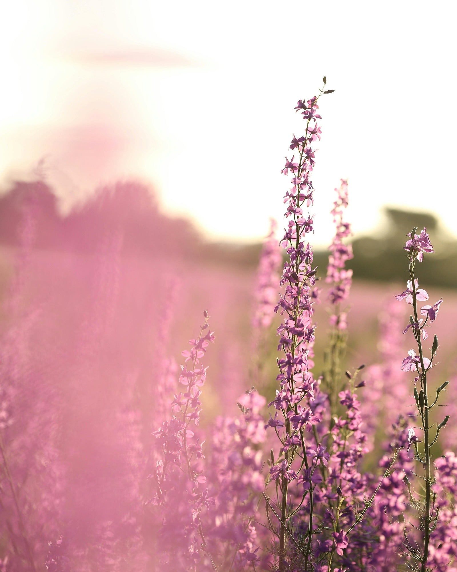 Heather blooms in a beautiful day. Purple Heather Bloom fragrance oil by Scentivore. 