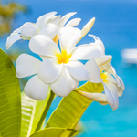 Jasmine flower on the seaside. Seaside Jasmine fragrance oil for candle making. Fragrance by Scentivore. 