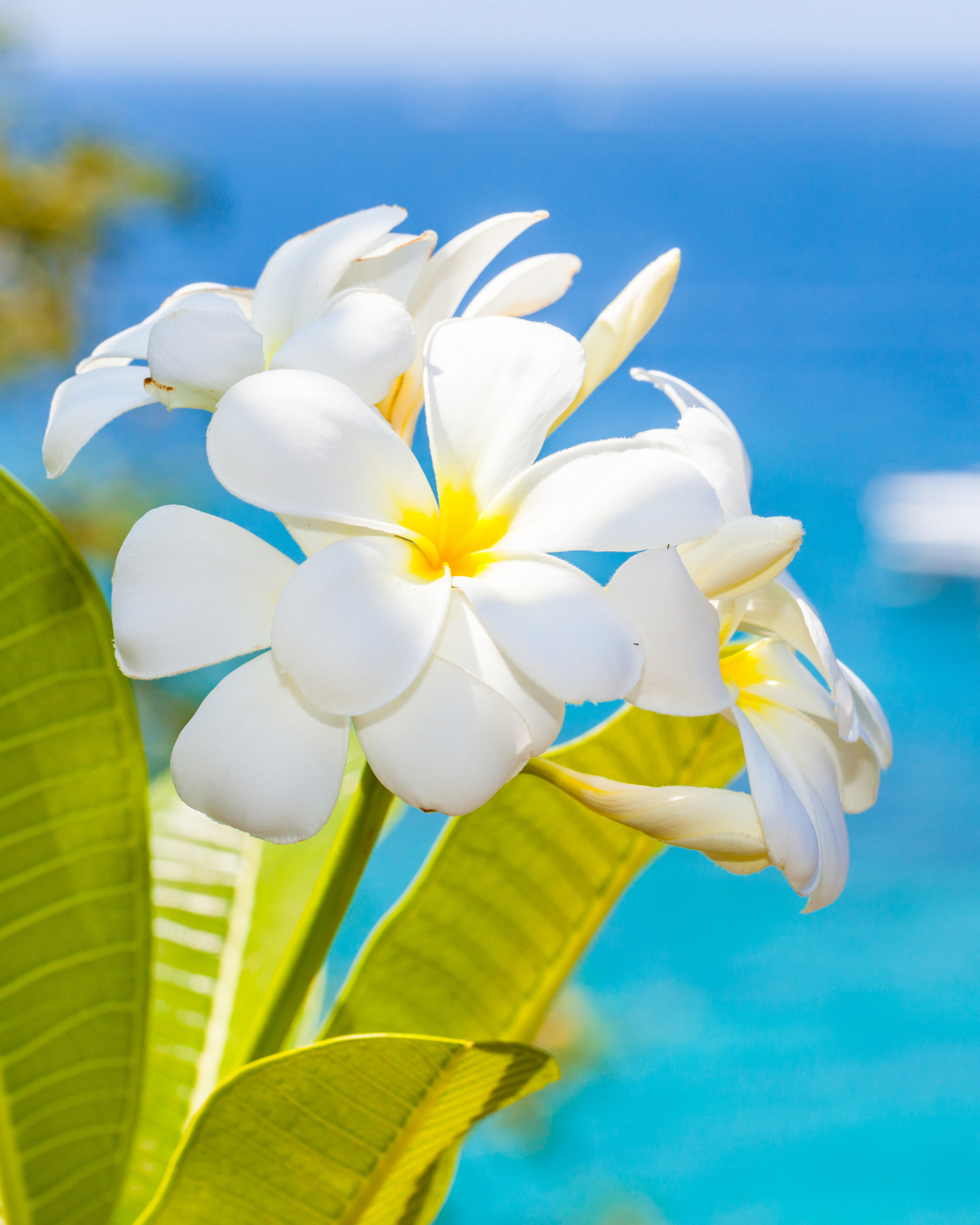 Jasmine flower on the seaside. Seaside Jasmine fragrance oil for candle making. Fragrance by Scentivore. 