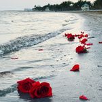 Roses in the ocean. Seaside Rose fragrance oil by Scentivore. For soaps and candles. 