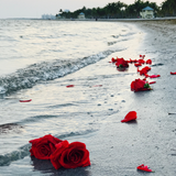 Roses in the ocean. Seaside Rose fragrance oil by Scentivore. For soaps and candles. 