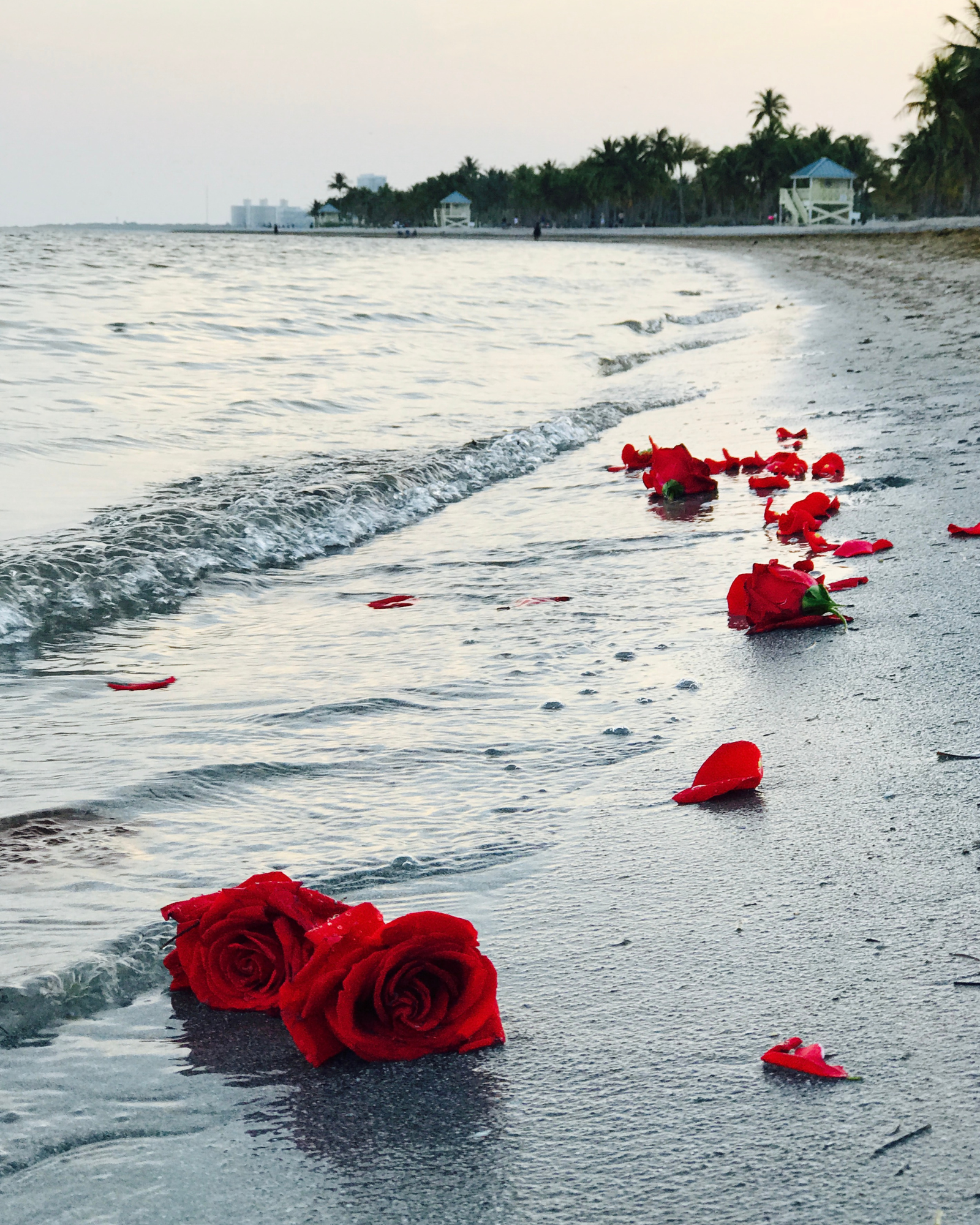 Roses in the ocean. Seaside Rose fragrance oil by Scentivore. For soaps and candles. 