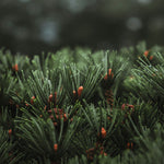 Red pines in the wild. Smoked Clove & Red Pine soap and candle-making fragrance oil by Scentivore. 