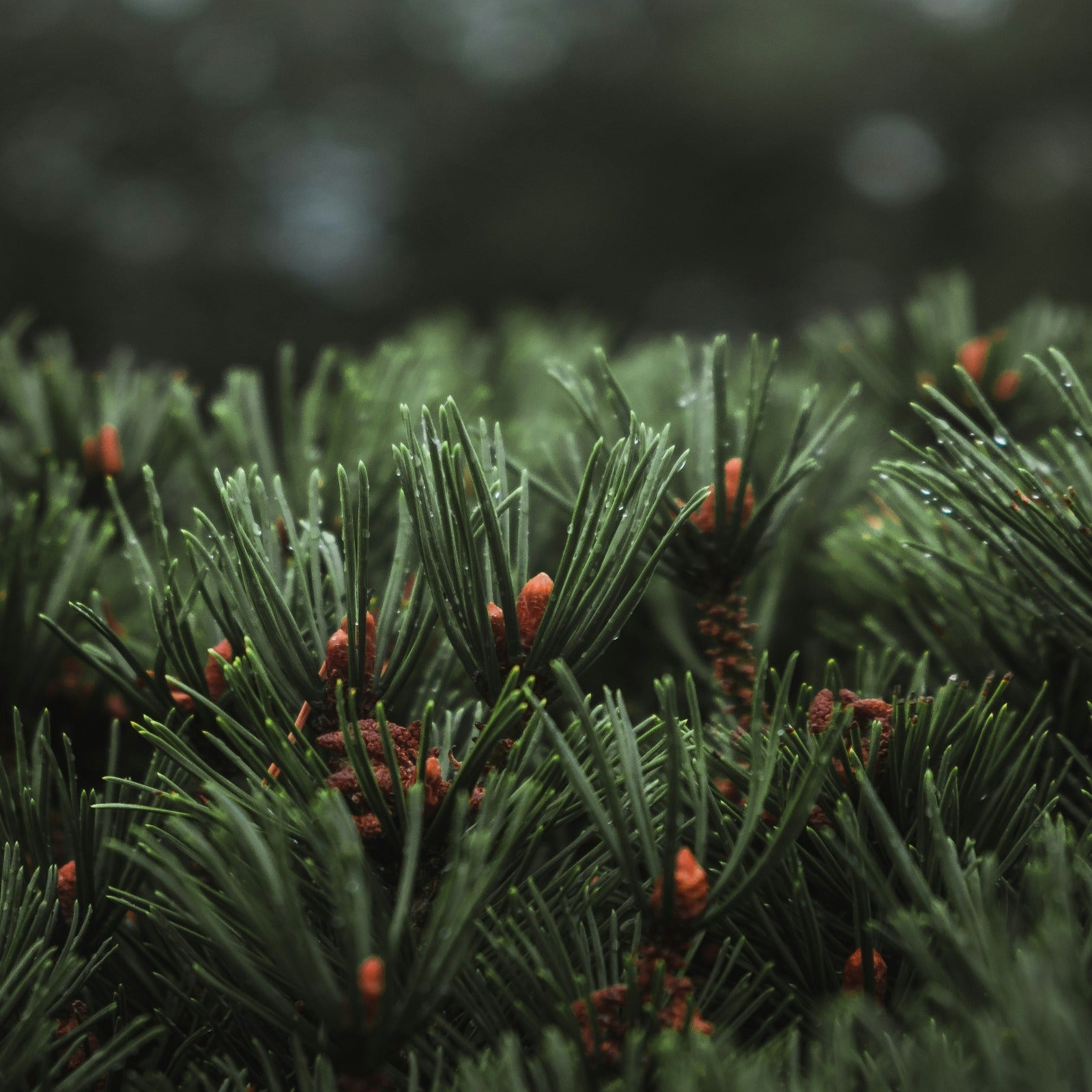 Red pines in the wild. Smoked Clove & Red Pine soap and candle-making fragrance oil by Scentivore. 