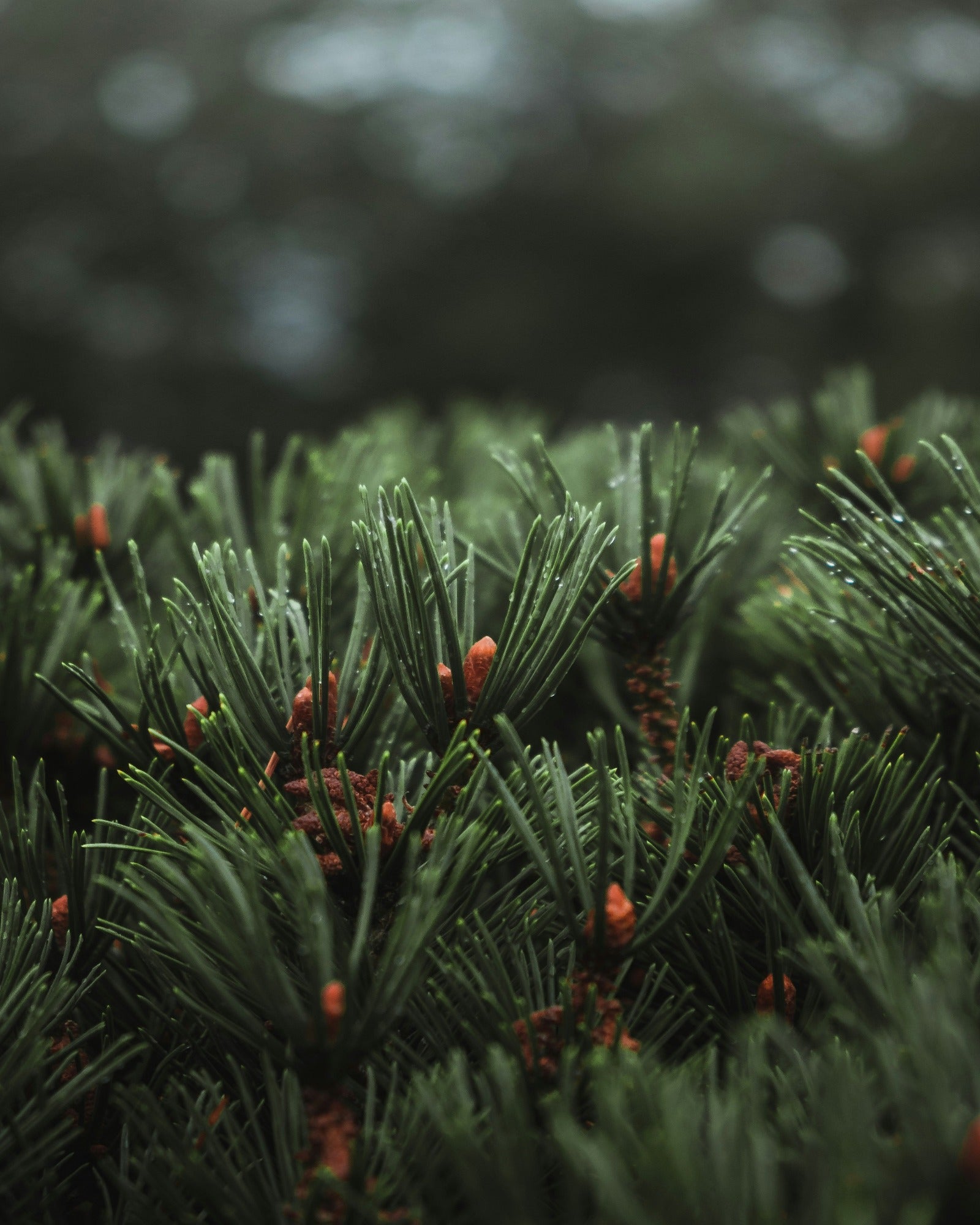 Red pines in the wild. Smoked Clove & Red Pine soap and candle-making fragrance oil by Scentivore. 