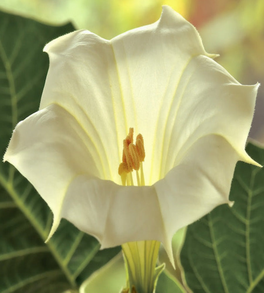 Moonflower in bloom. Sweet Moonflower fragrance oil by Scentivore.