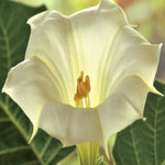 Moonflower in bloom. Sweet Moonflower fragrance oil by Scentivore.