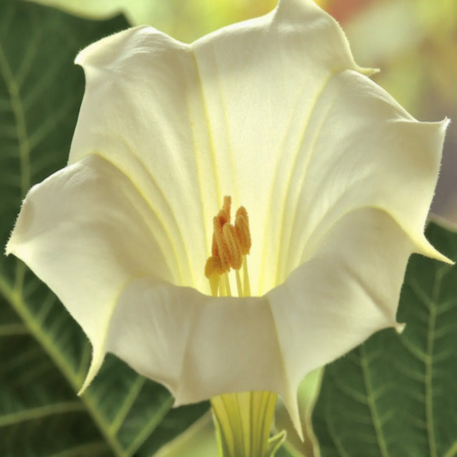 Moonflower in bloom. Sweet Moonflower fragrance oil by Scentivore.