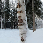 White birch trees in a snow day. White Birch fragrance oil by Scentivore. 