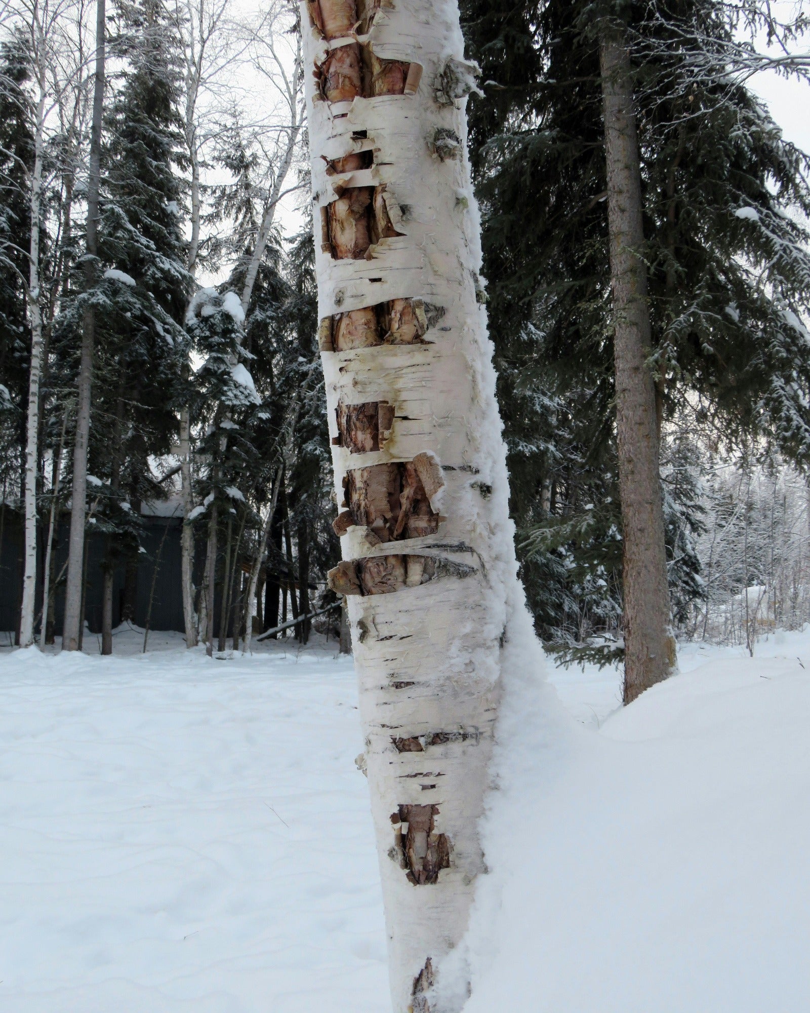 White birch trees in a snow day. White Birch fragrance oil by Scentivore. 