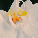 White Floral Water